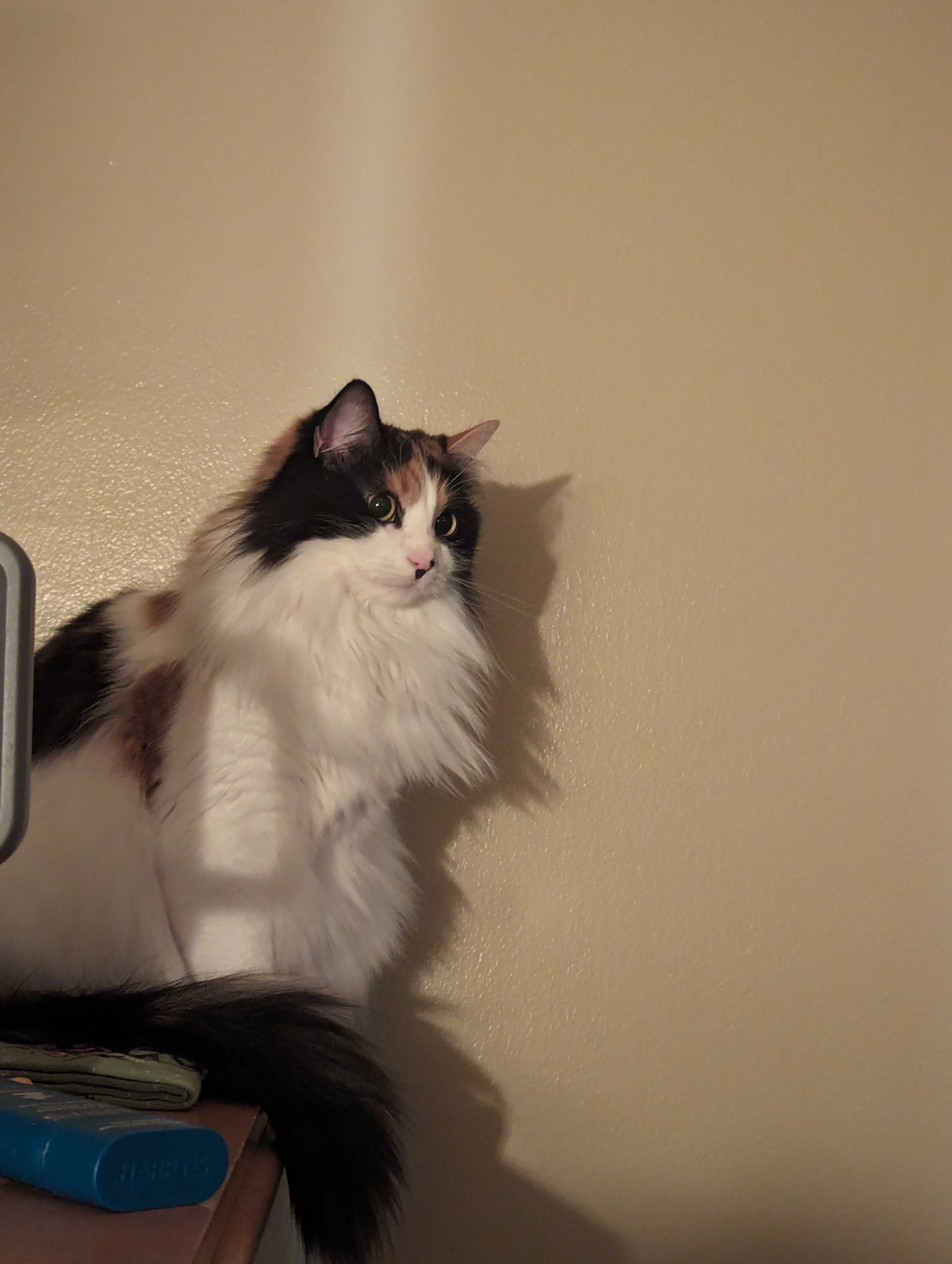 Picture of a long haired calico cat